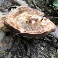 Image of Laetiporus persicinus (Berk. & M. A. Curtis) Gilb. 1981