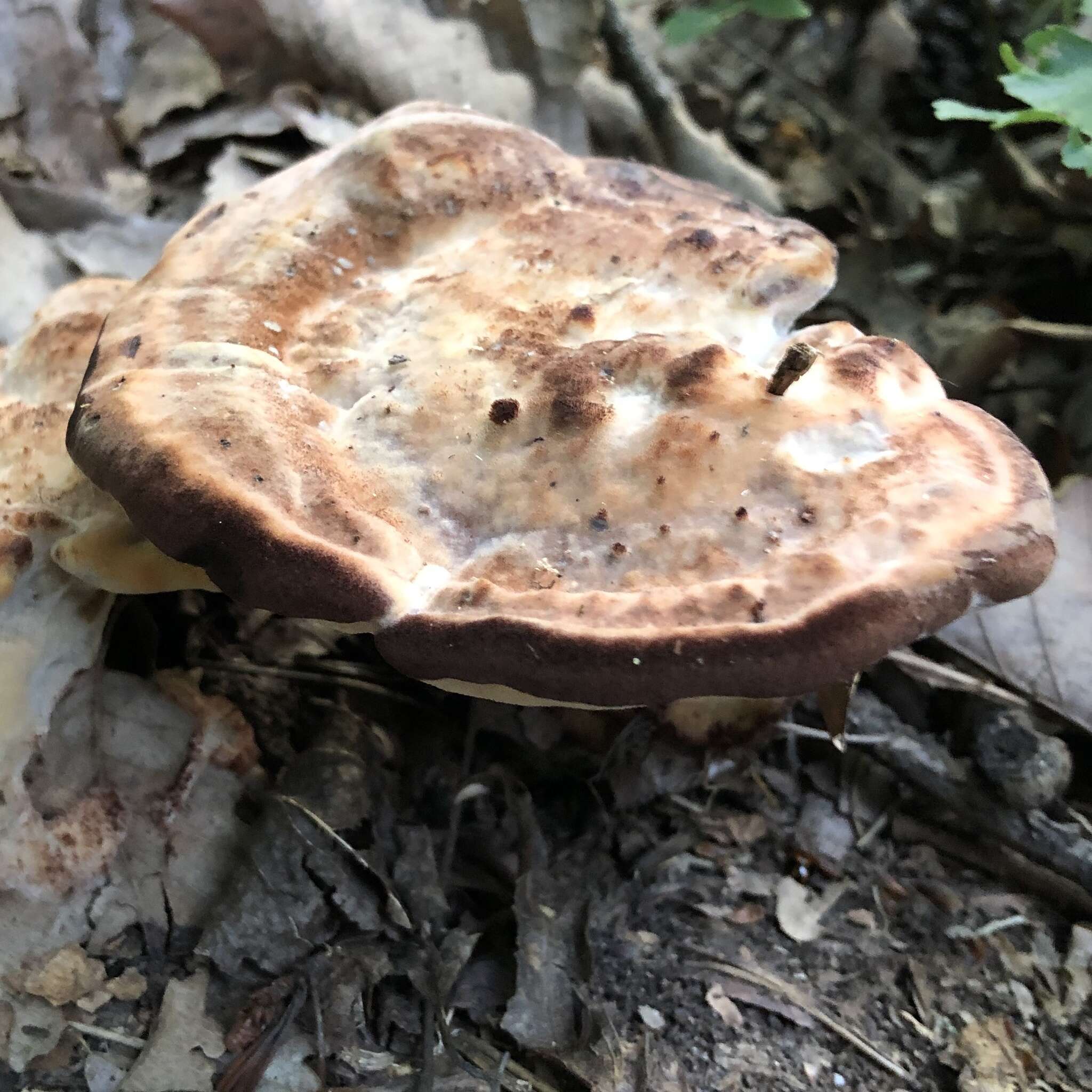 Image of Laetiporus persicinus (Berk. & M. A. Curtis) Gilb. 1981