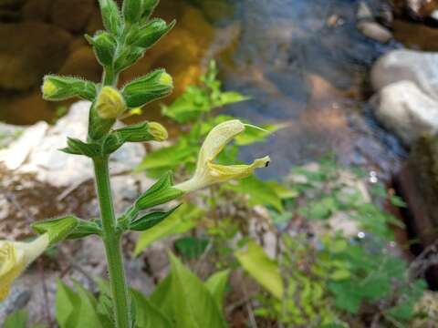 Imagem de Salvia glutinosa L.