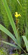 Image of yellow flag, yellow iris