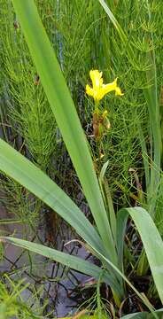 Image of yellow flag, yellow iris