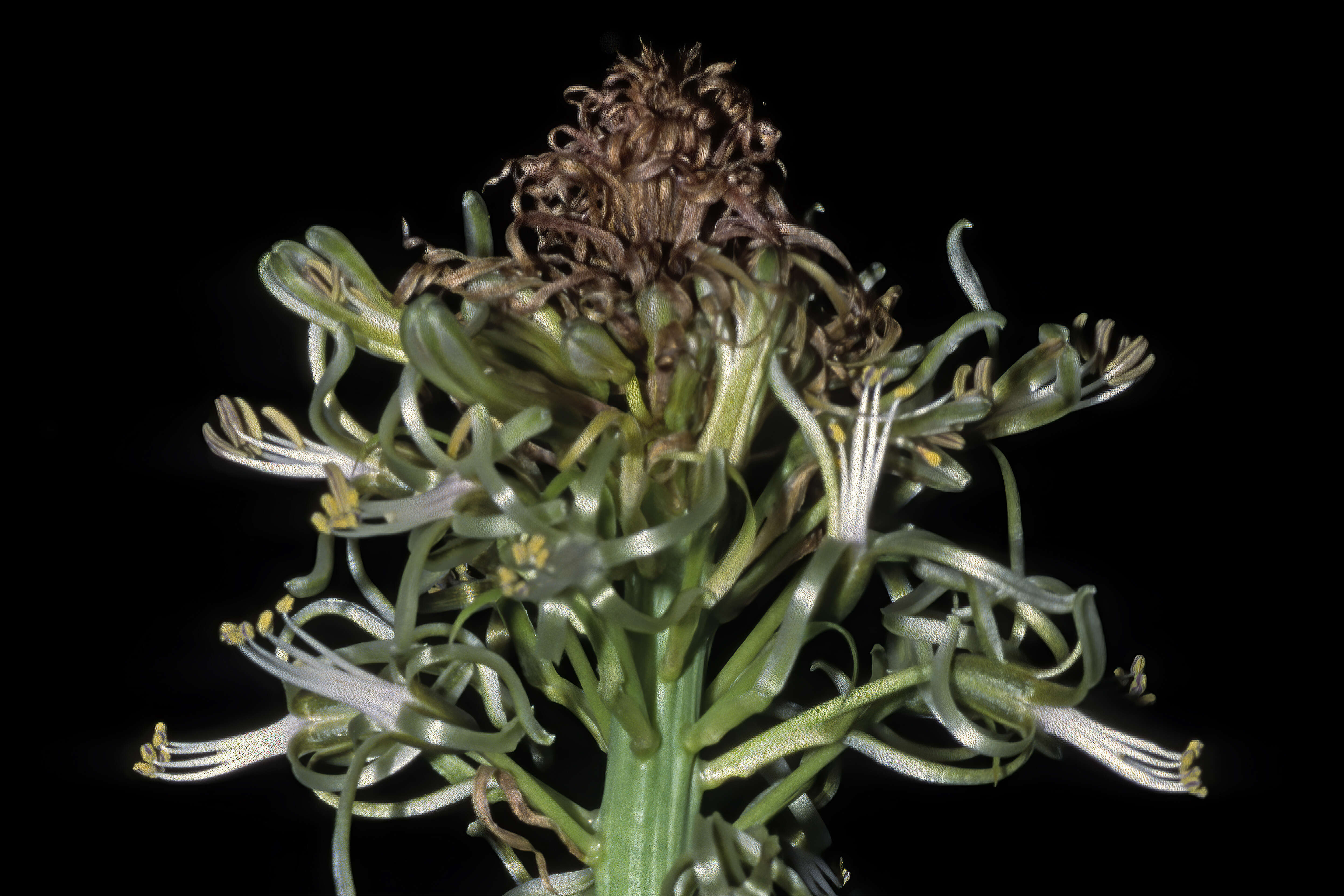 Image of Satin squill