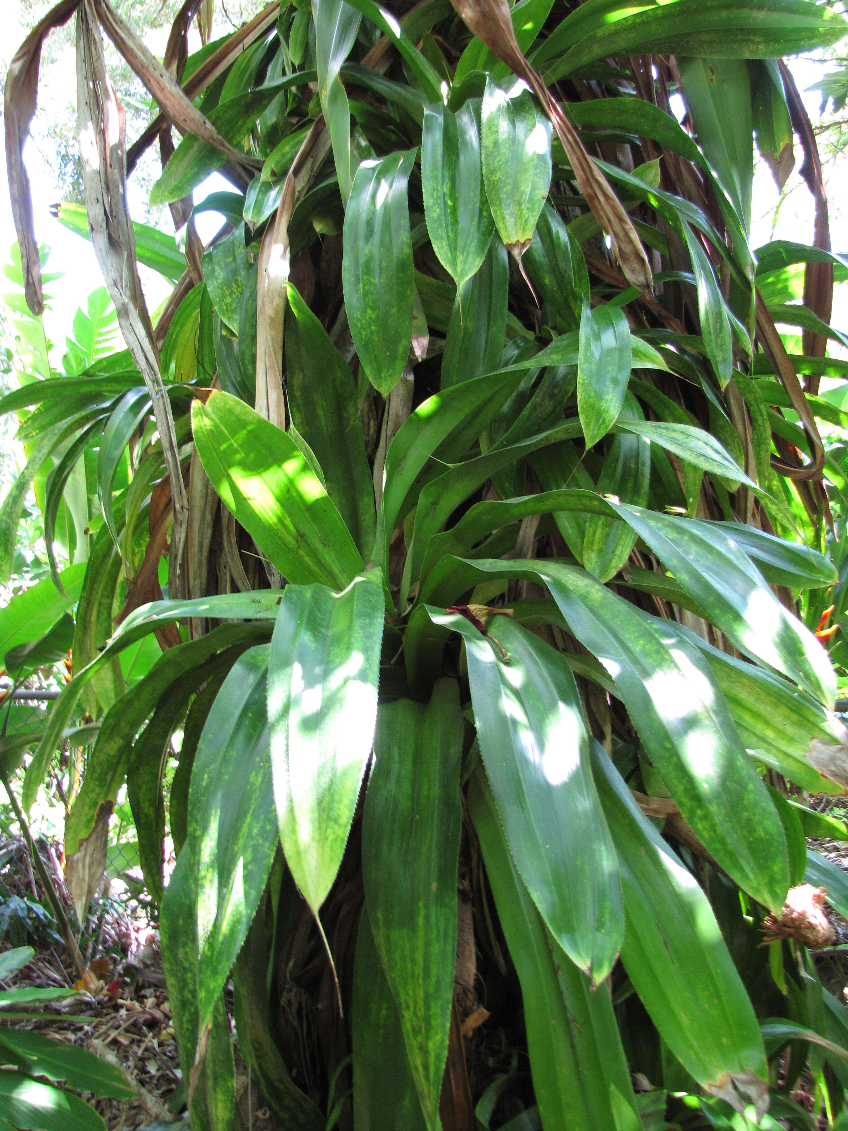 Image de Pandanus dubius Spreng.