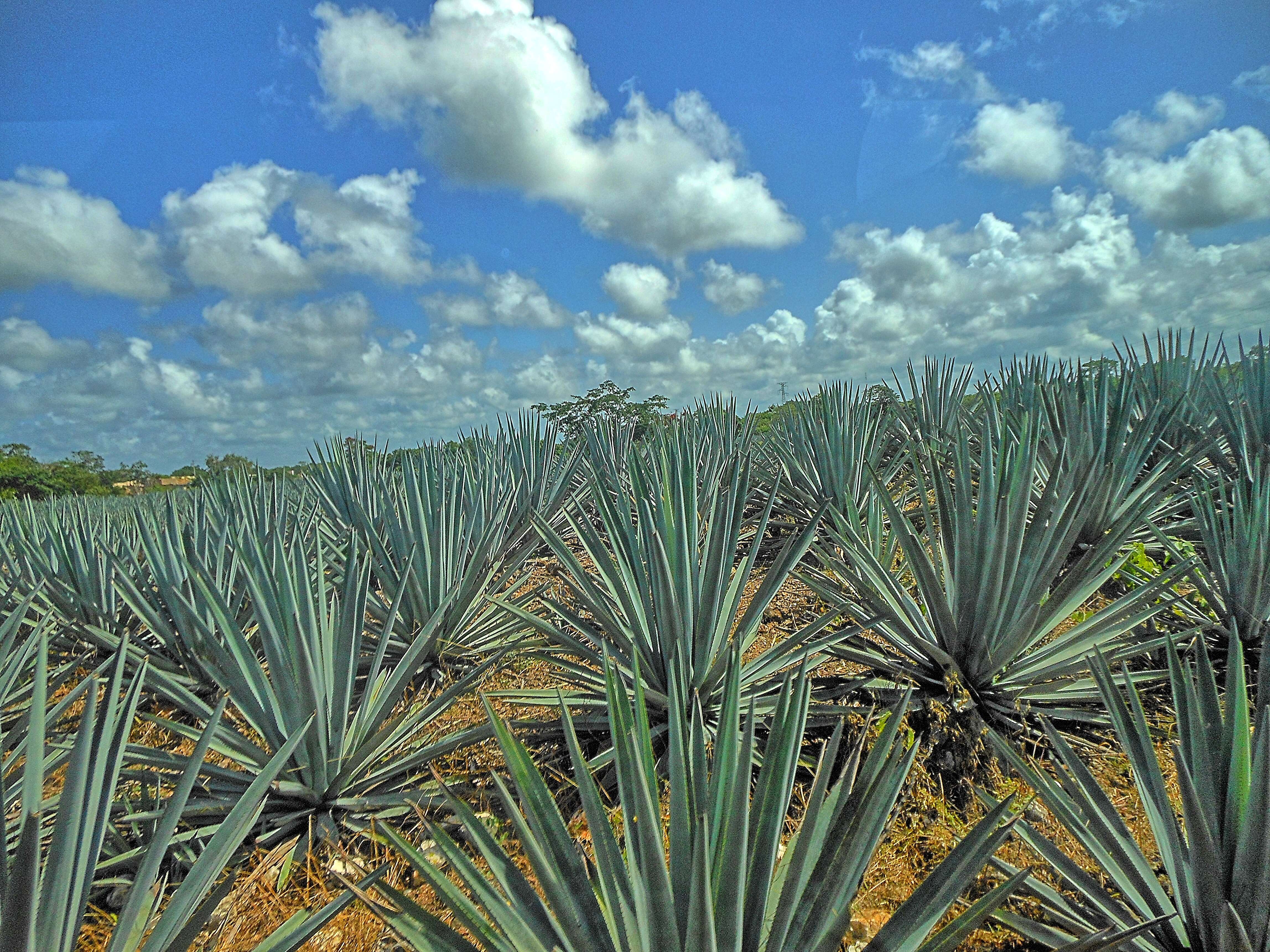 Image of tequila agave