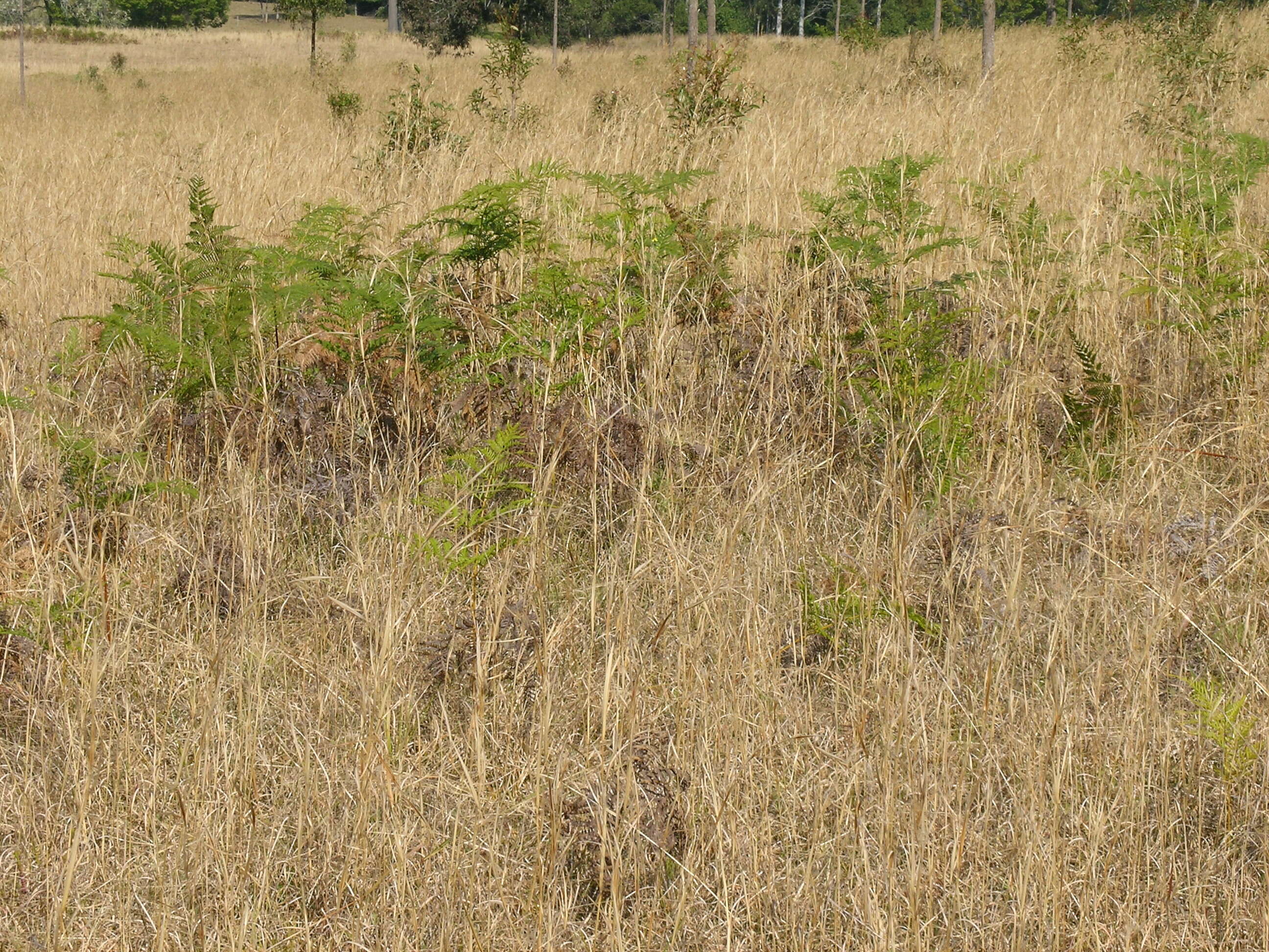 Image of Pteridium esculentum (G. Forst.) Nakai