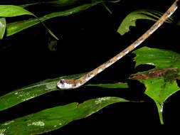 Image of Blunt-head Slug Snake