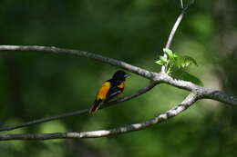 Image of Baltimore Oriole