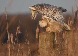 Image of Snowy Owl