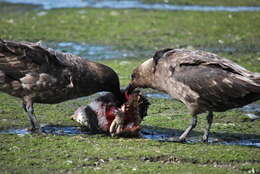 Image of Brown Skua