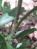 Image of Fishtail Lawyer Cane