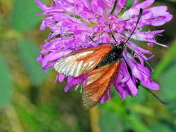 Image of Zygaena rubicundus