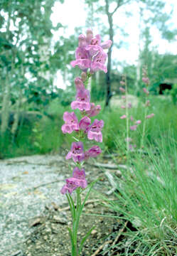 Image of sidebells penstemon