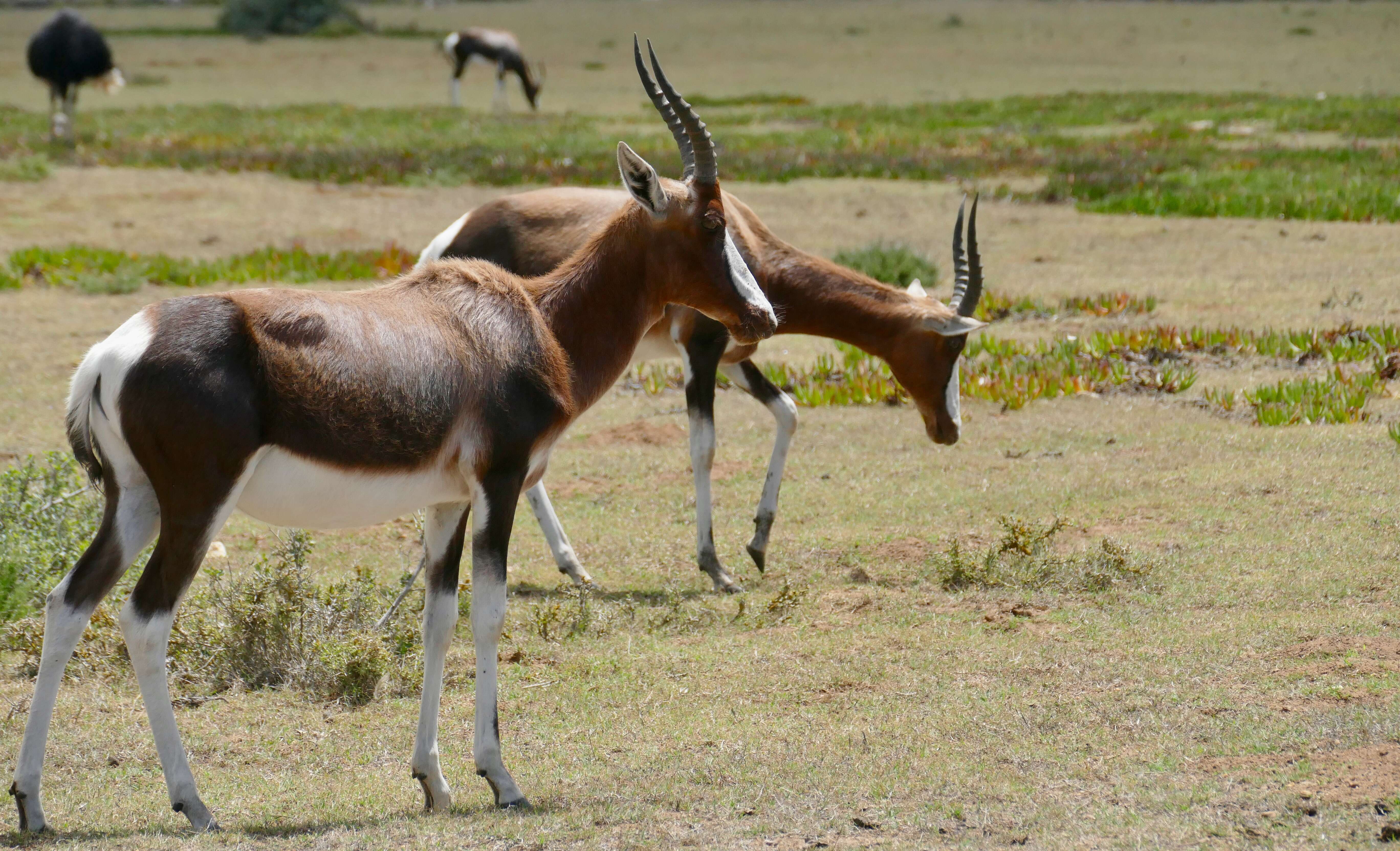 Image of Blesbok