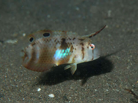 Image of Black-spot tuskfish