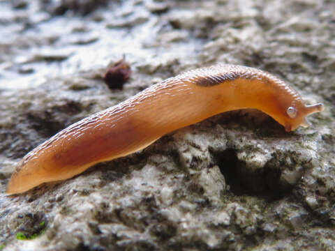 Image of Lehmannia valentiana