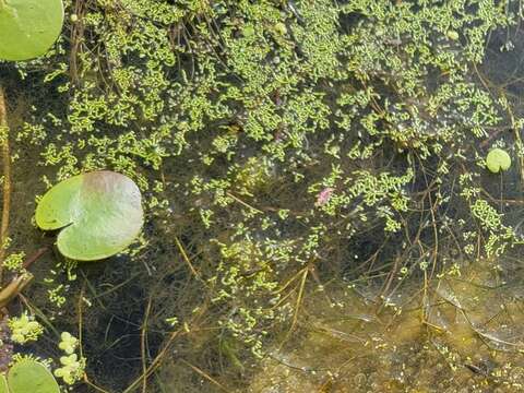 Image of Columbia water-meal