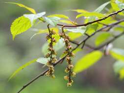 Image of Stachyurus praecox Sieb. & Zucc.