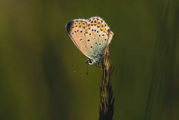 Image of Plebejus idas