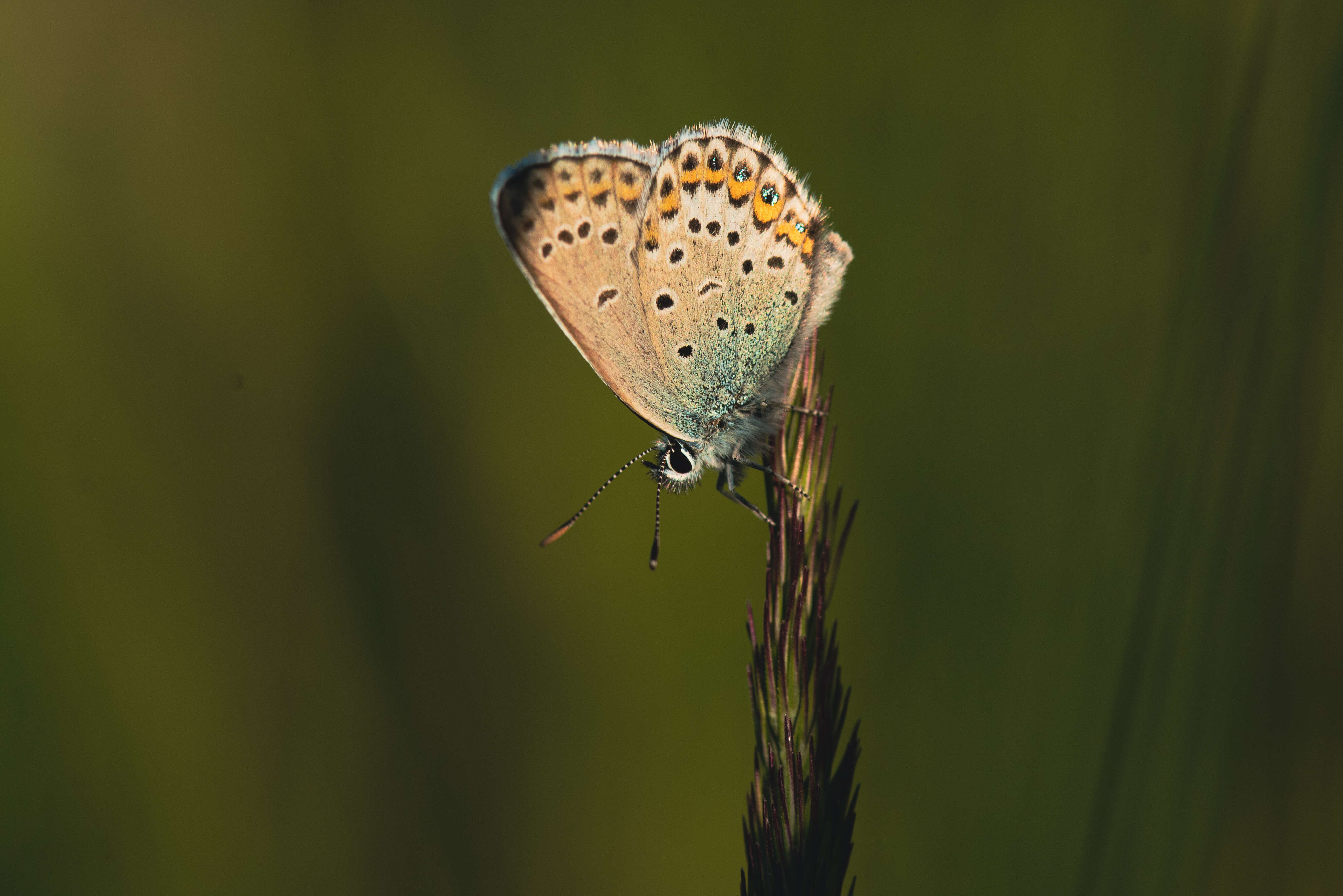 Image of Plebejus idas