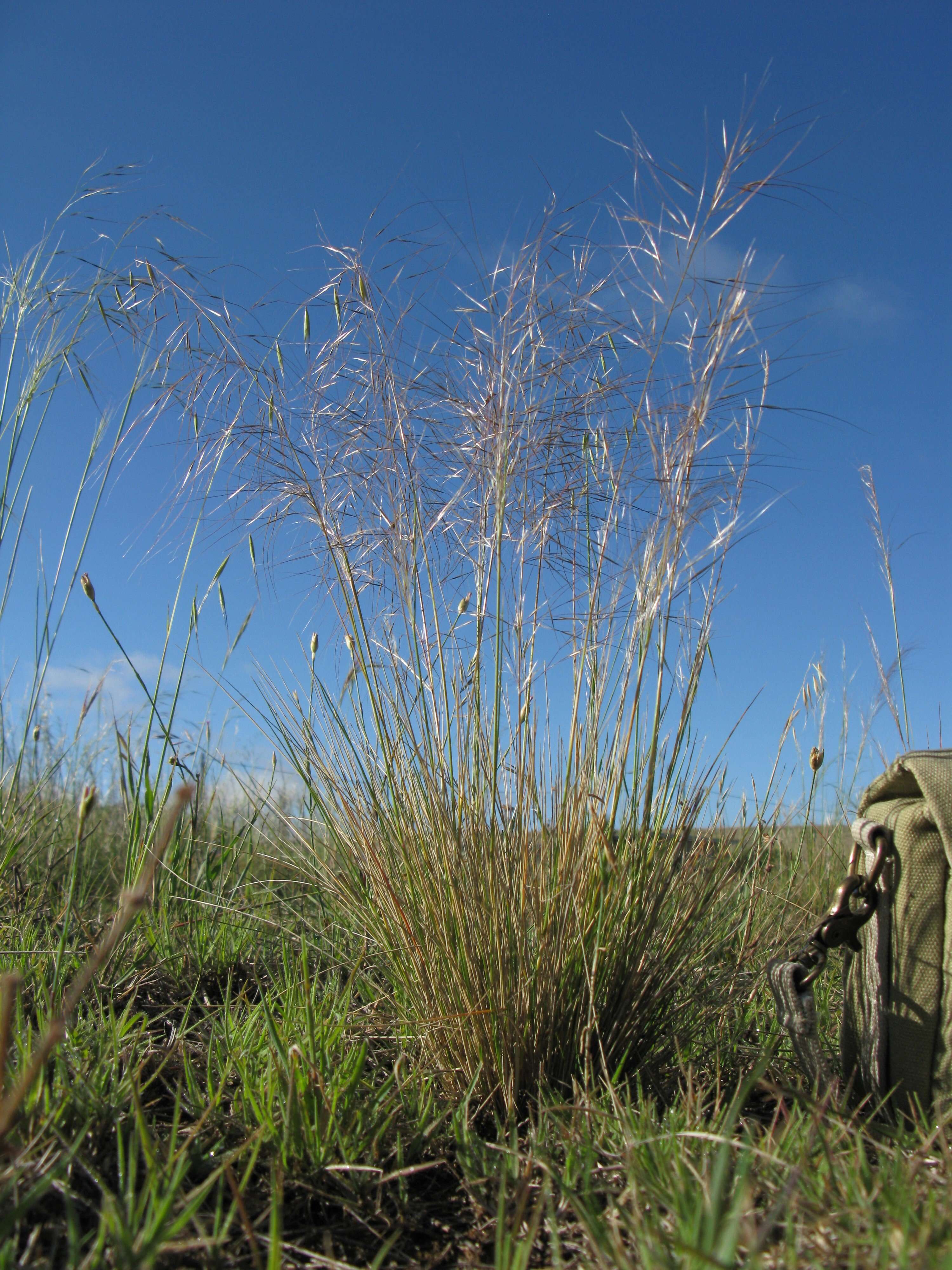 Image of Austrostipa scabra (Lindl.) S. W. L. Jacobs & J. Everett