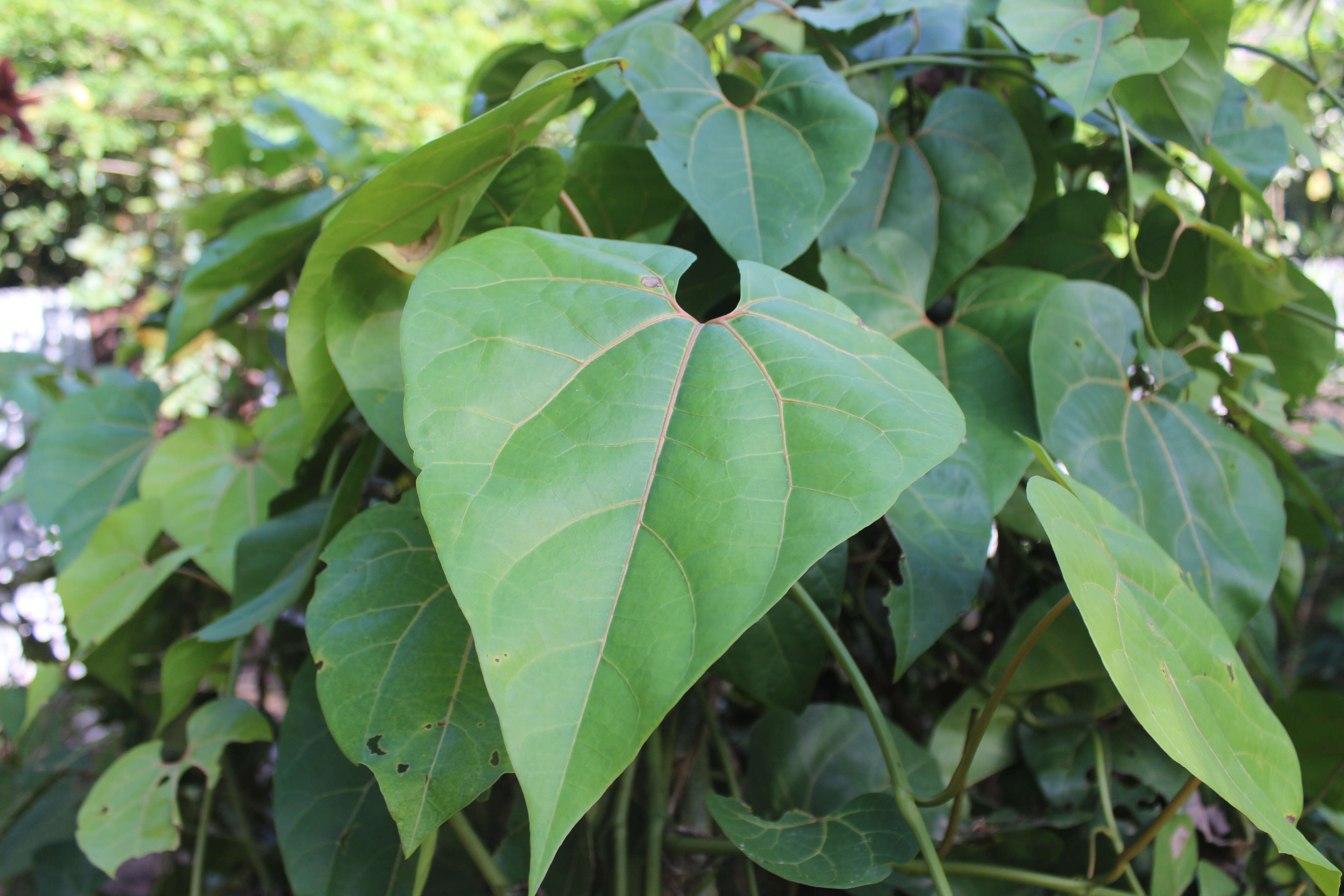 Image of Aristolochia didyma S. Moore