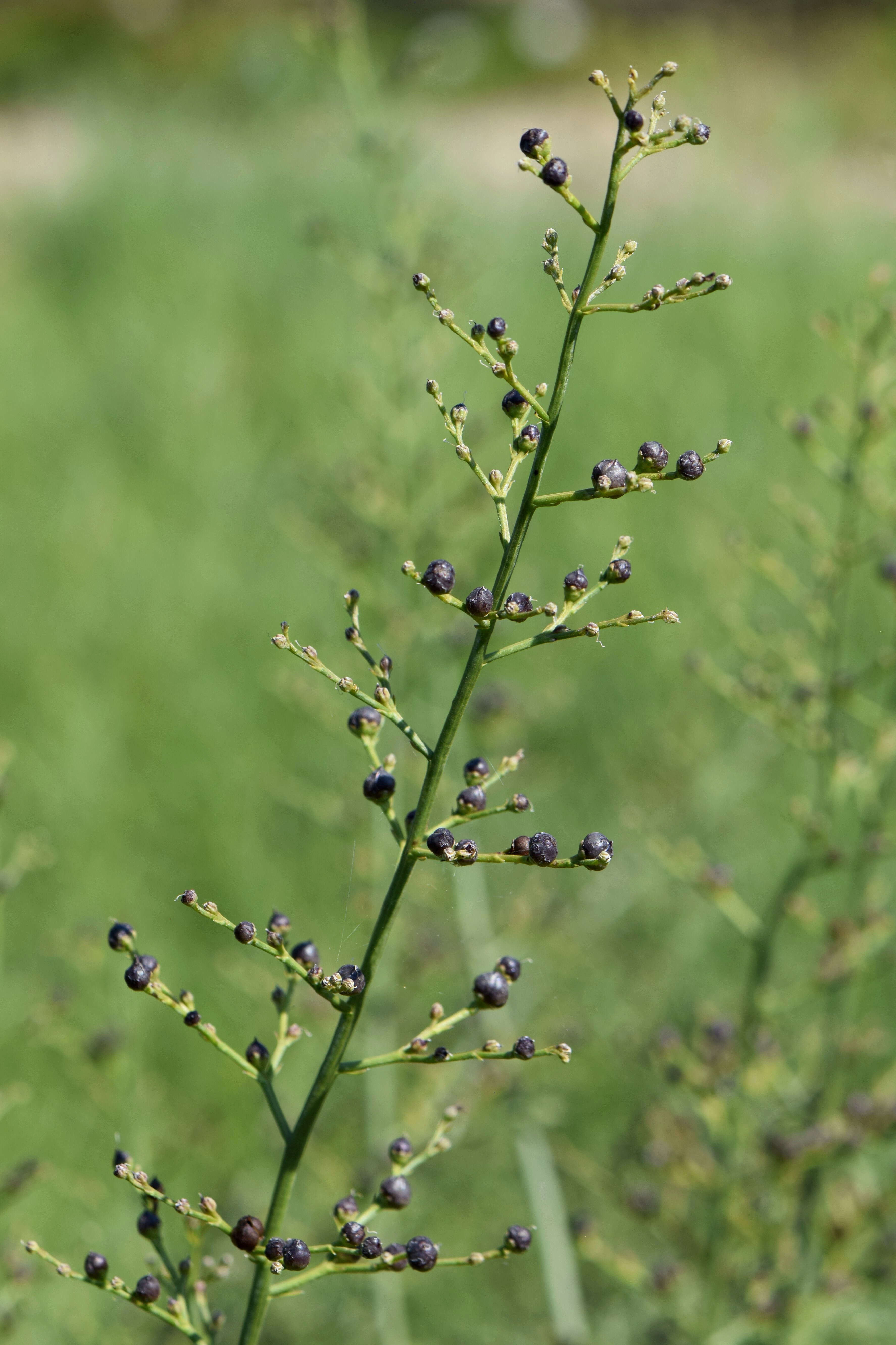 Scrophularia canina L. resmi