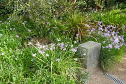 Tulbaghia violacea Harv. resmi