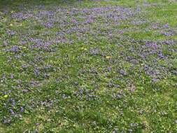 Image of common blue violet