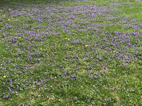 Image of common blue violet