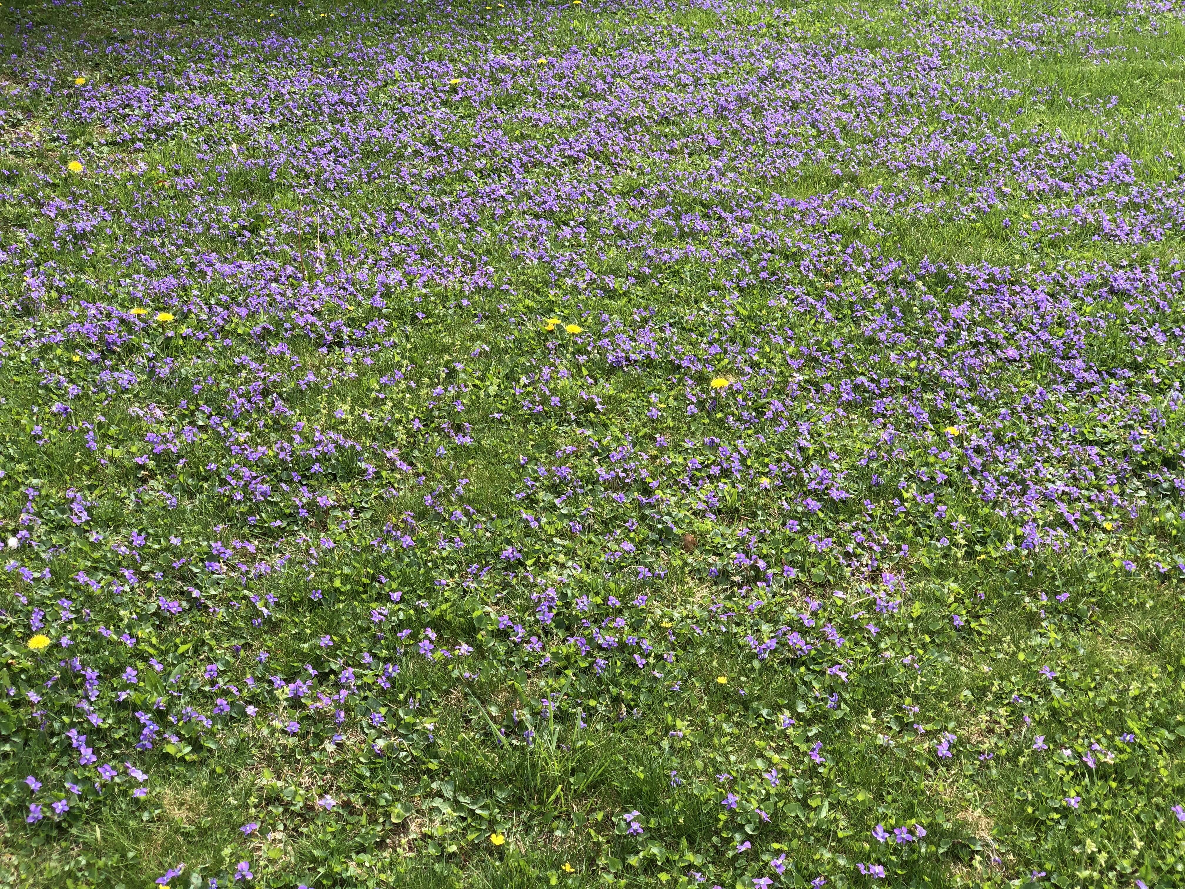 Image of common blue violet