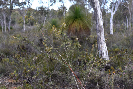 Image of Grevillea hortiorum