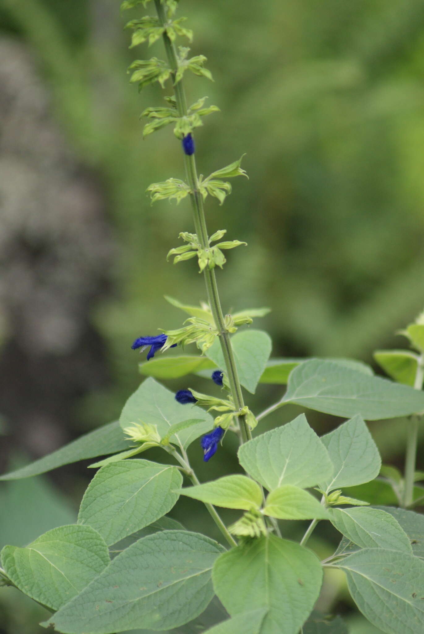 Image of Salvia mexicana L.