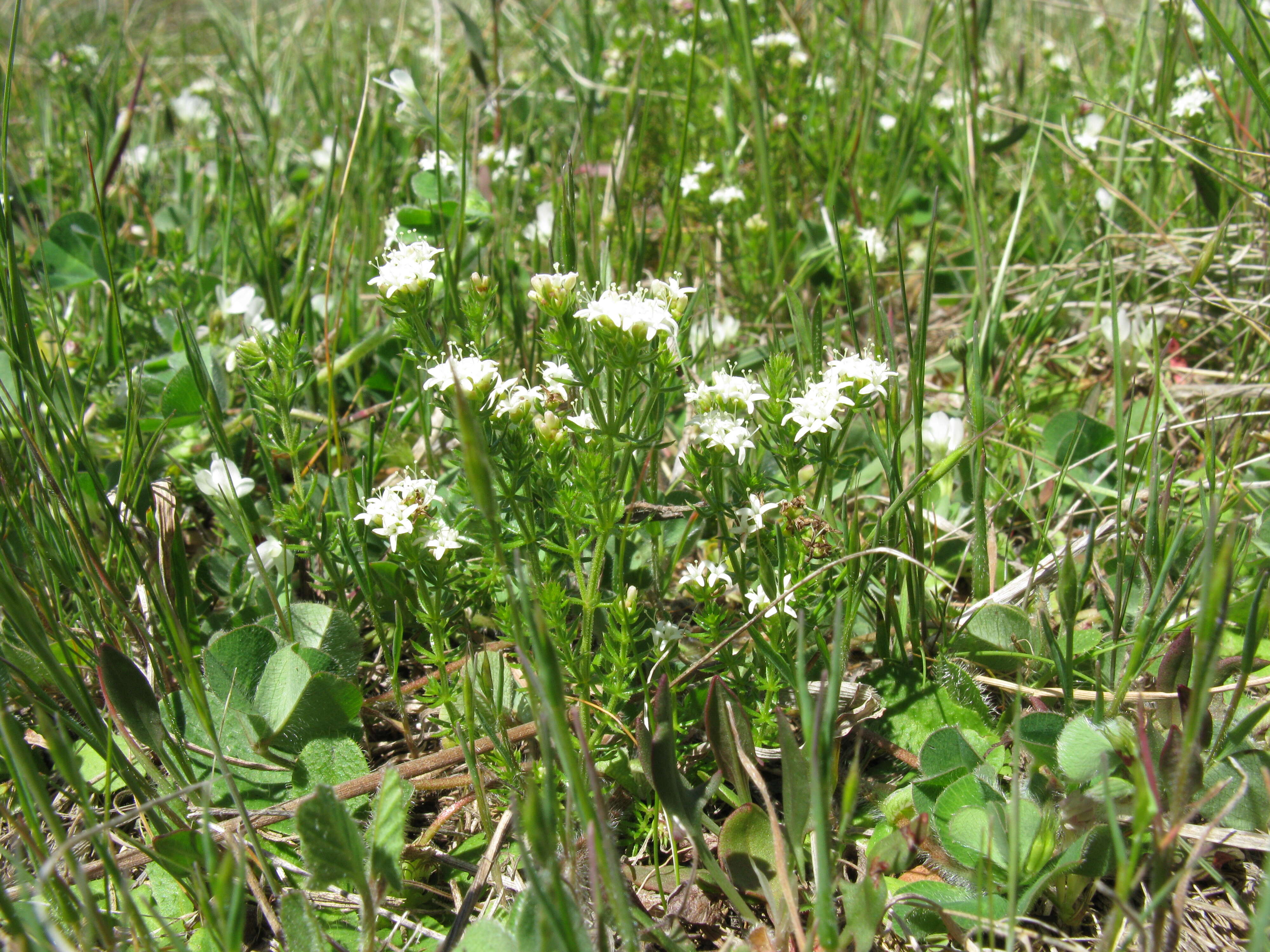 Image of Asperula conferta Hook. fil.