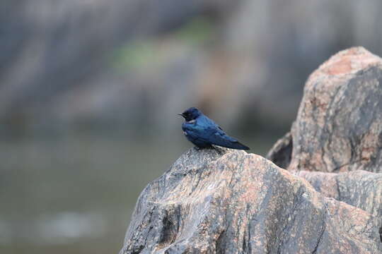 Image of White-bibbed Swallow