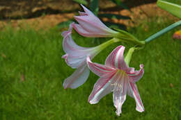 Слика од Hippeastrum reticulatum (L'Hér.) Herb.