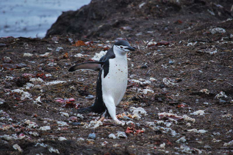 Image of Chinstrap Penguin