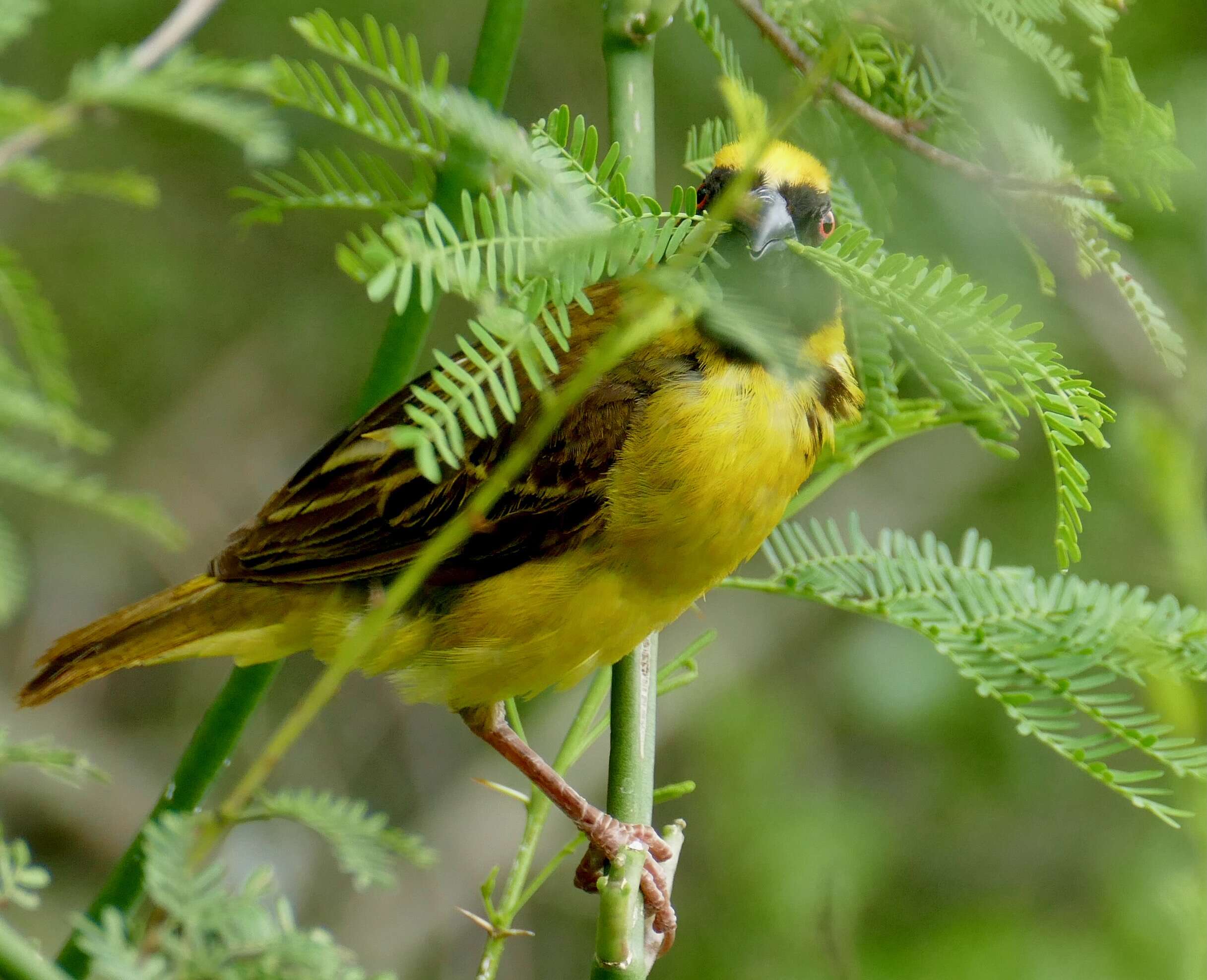 Image of African Masked Weaver