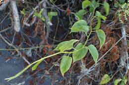 Image of Muehlenbeckia australis (Forst. fil.) Meisn.