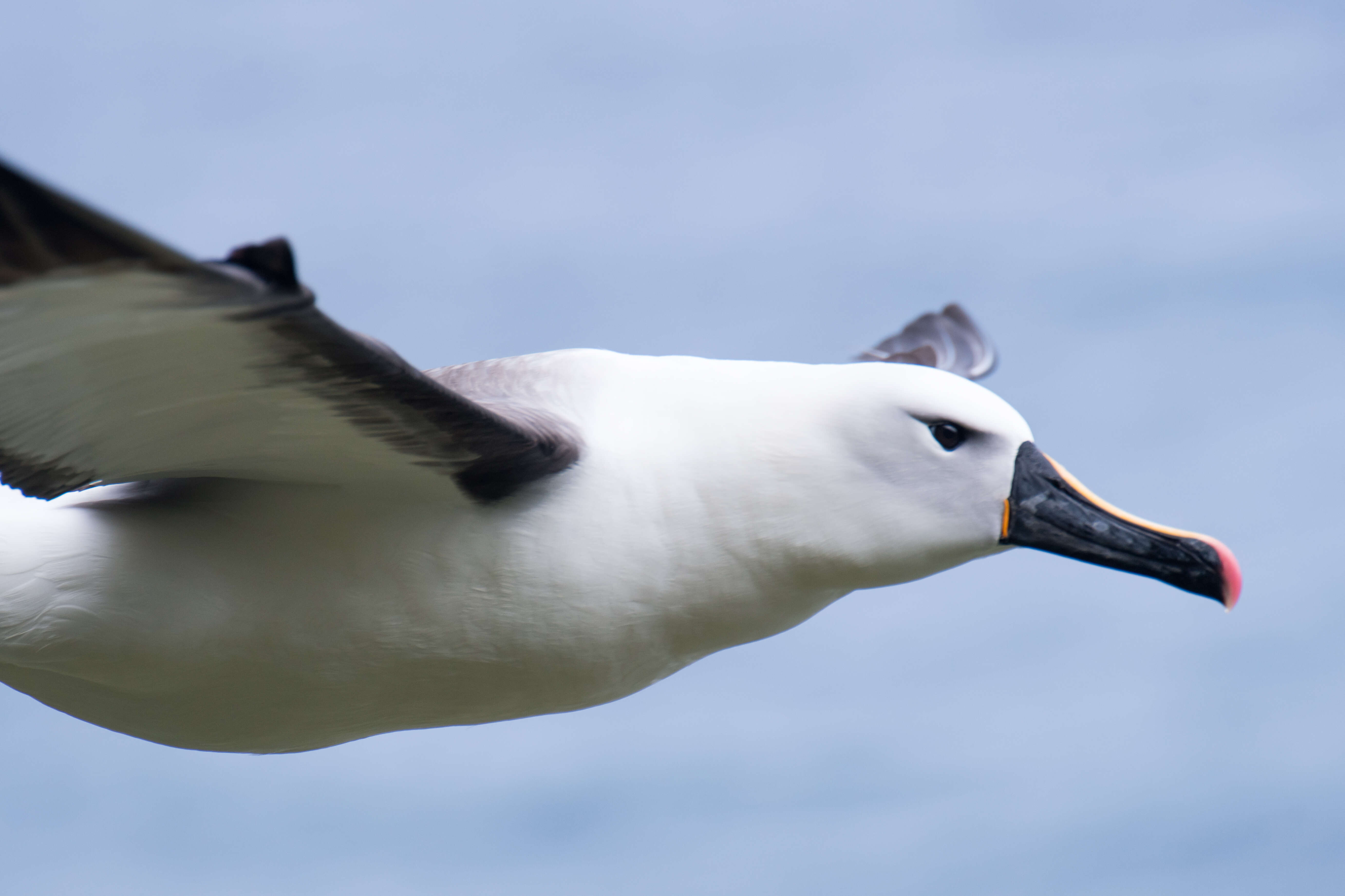 Image de Albatros de Carter