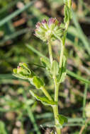 Image of field marigold