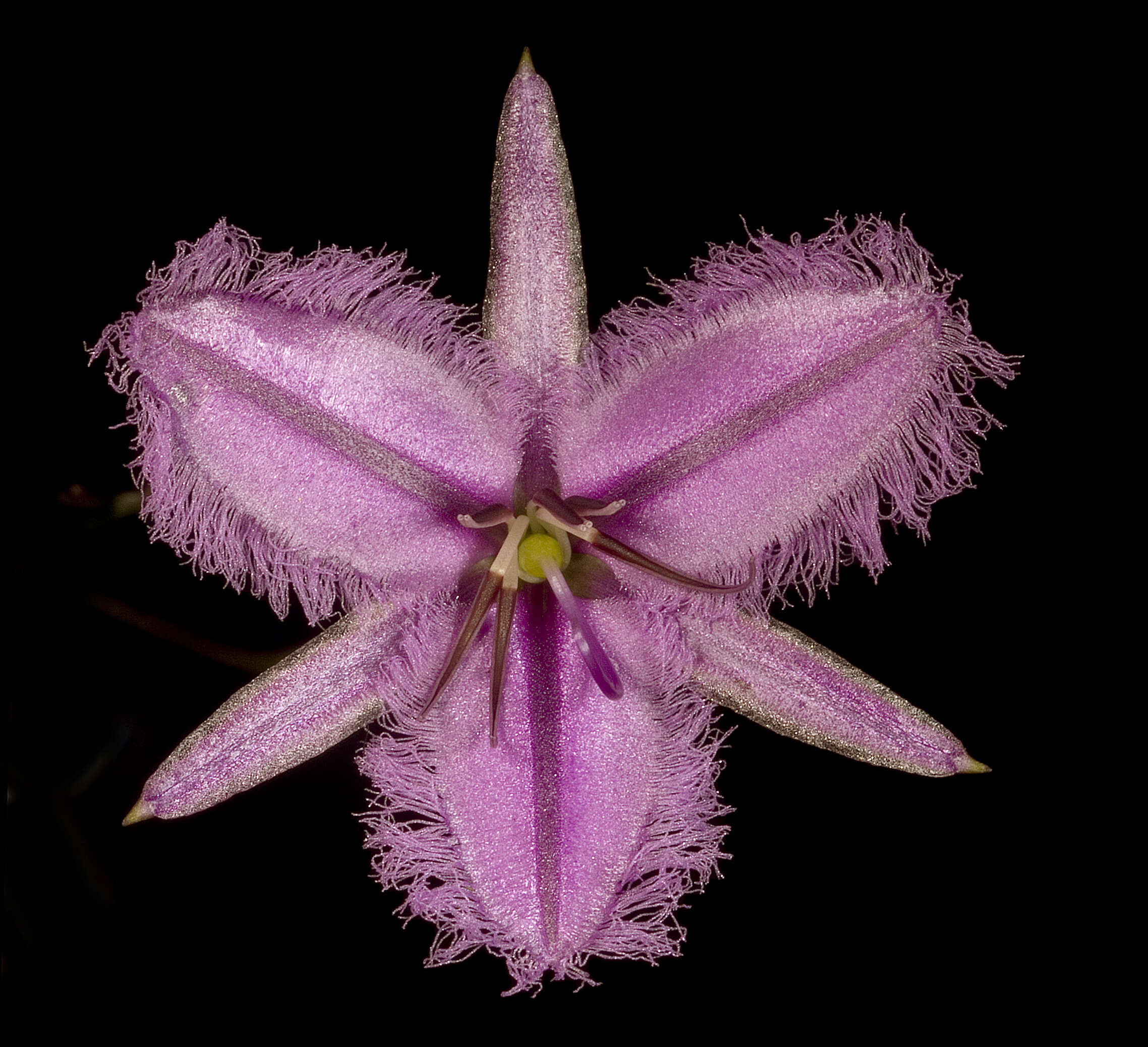 Слика од Thysanotus manglesianus Kunth