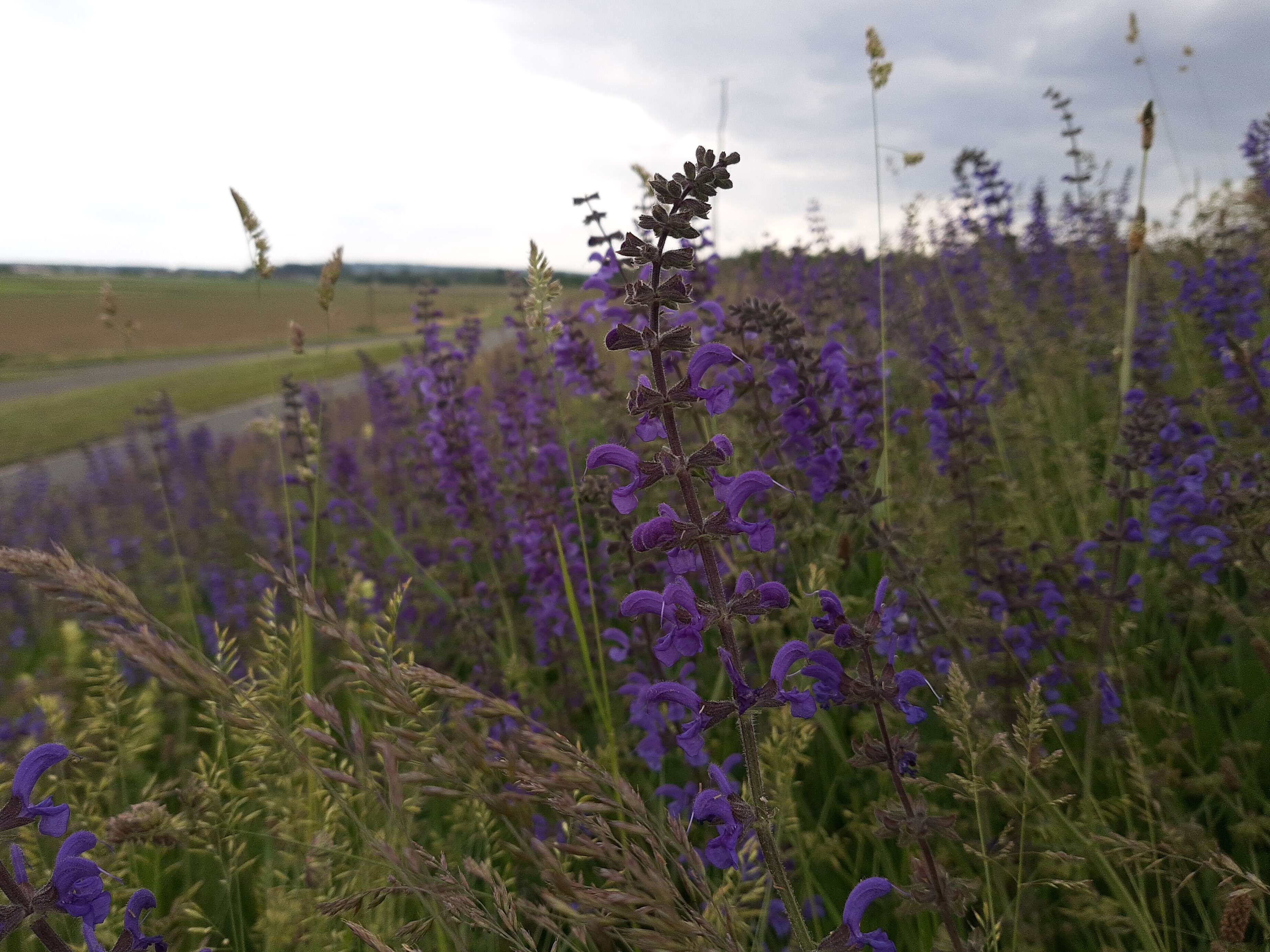 Imagem de Salvia officinalis L.