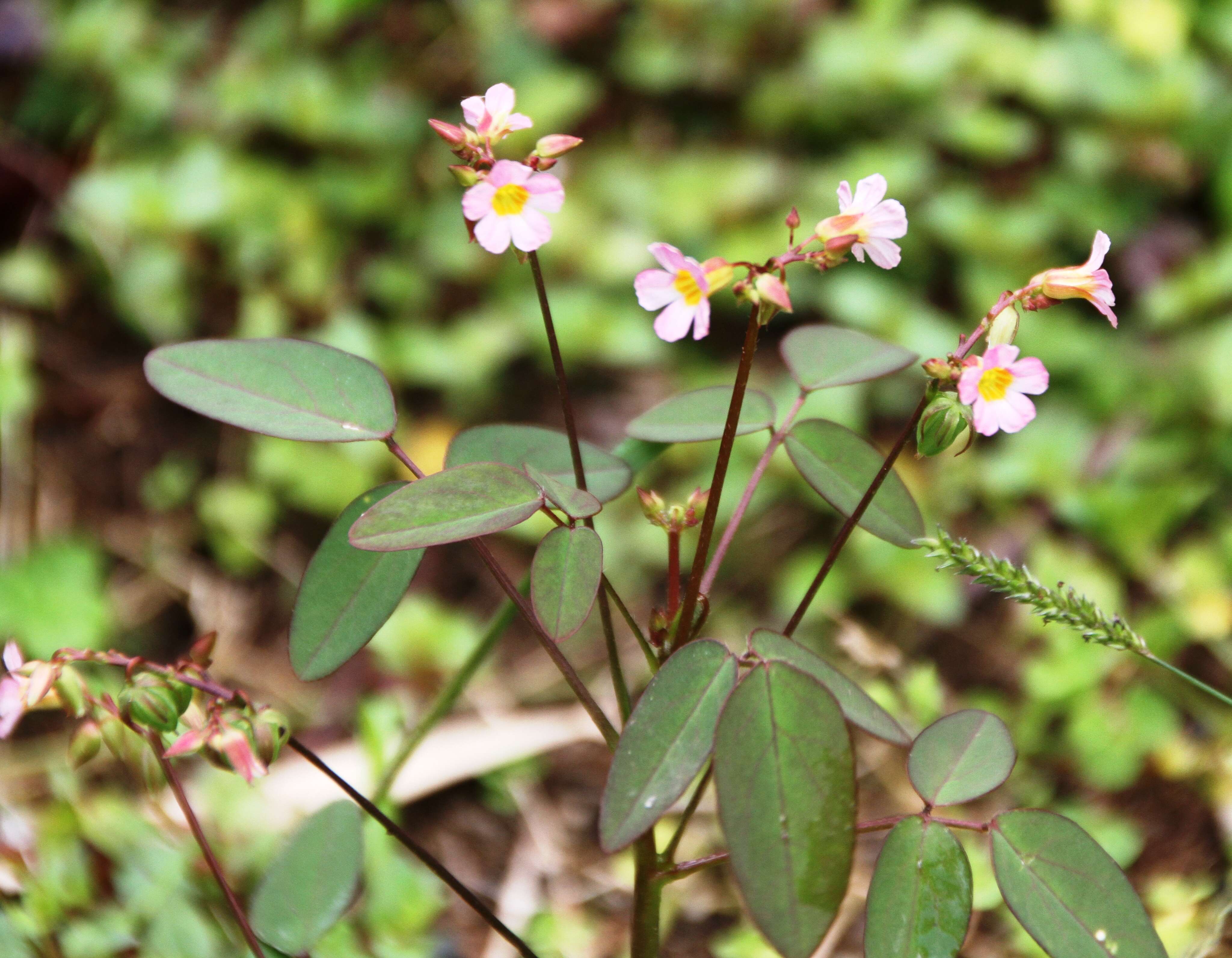 Imagem de Oxalis barrelieri L.