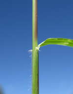 Image of Australian lovegrass