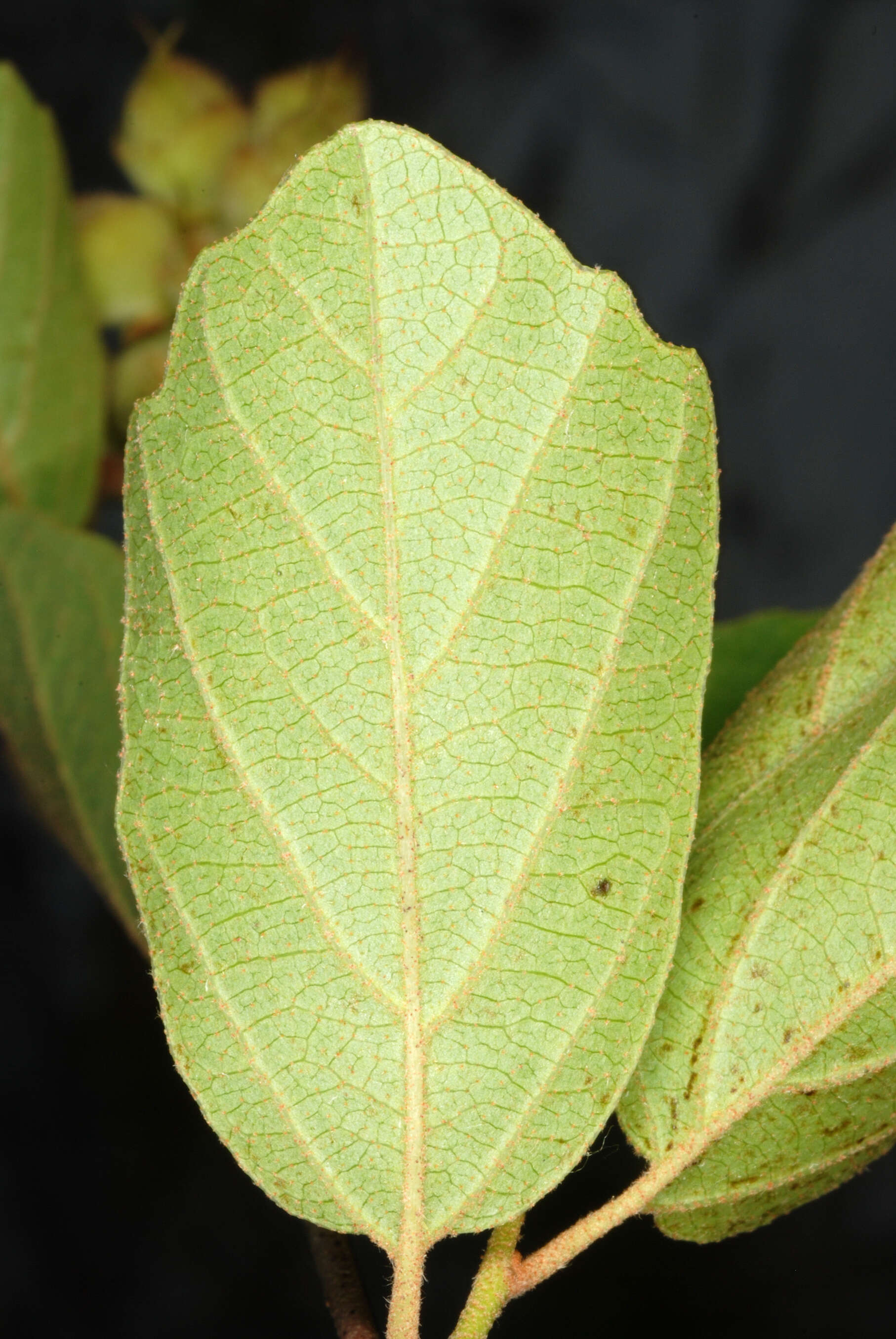 Imagem de Fothergilla gardenii Murr.