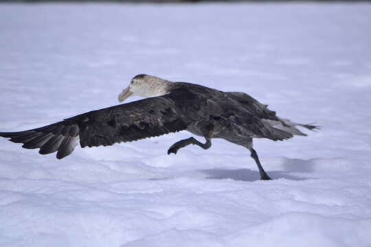 Image of Antarctic Giant-Petrel