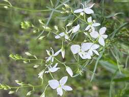 Image of Veronica decorosa F. Muell.