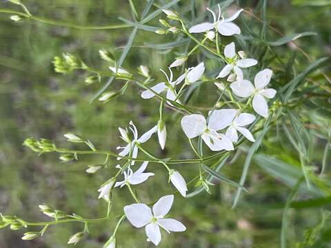 Image of Veronica decorosa F. Muell.