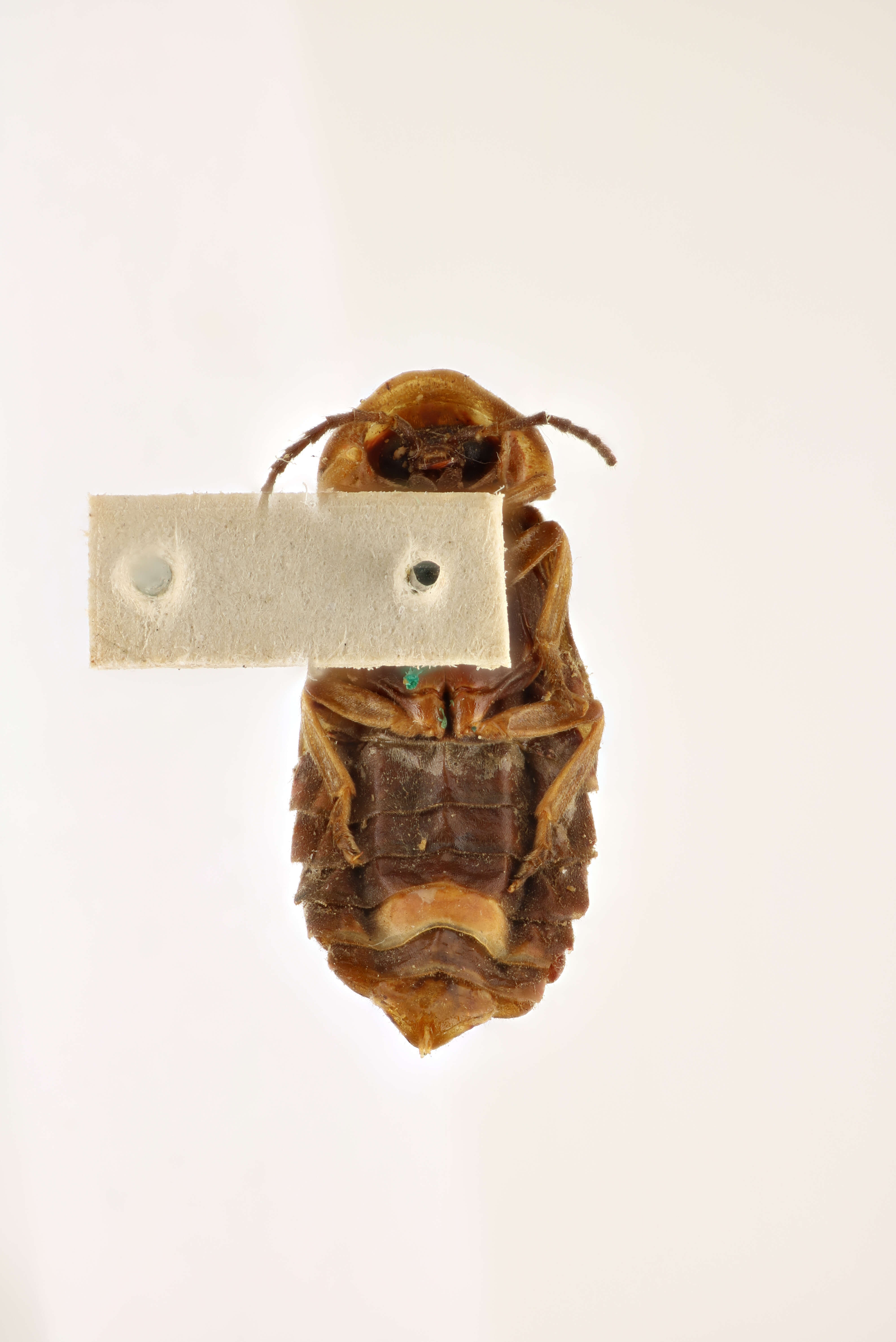 Image of Photinus