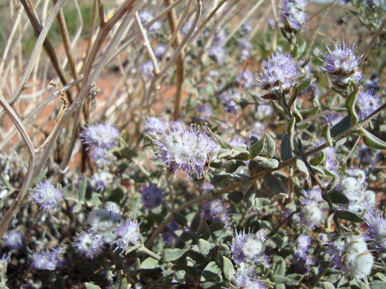 Image of Newcastelia cephalantha F. Muell.